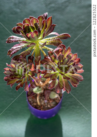 Flower Aeonium Schwarzkopf succulent. Leaves plant. Flower Aeonium Schwarzkopf succulent. Leaves plant. 122825322