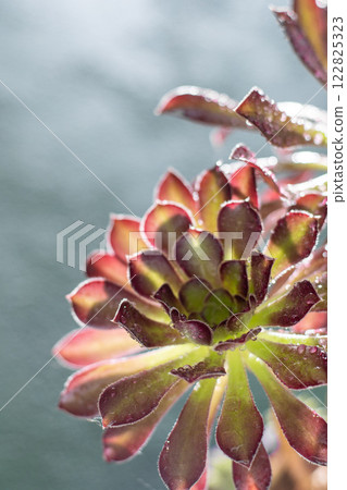 Flower Aeonium Schwarzkopf succulent. Leaves plant. 122825323