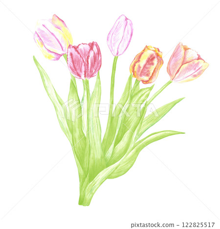 Hand drawn watercolor tulips bouquet. Illustration of flowers isolated on white background. Can be used for postcard, label, scrapbook and other printed products. 122825517