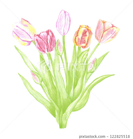 Hand drawn watercolor tulips bouquet. Illustration of flowers isolated on white background. Can be used for postcard, label, scrapbook and other printed products. 122825518