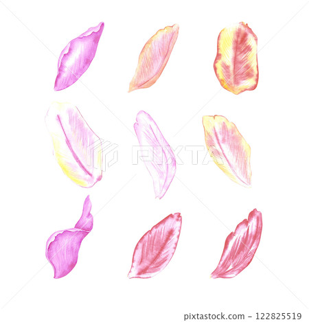 Hand drawn watercolor set of colorful tulips petals. Botanical illustration isolated on white background. Can be used for postcard, label, scrapbook and other printed products. 122825519