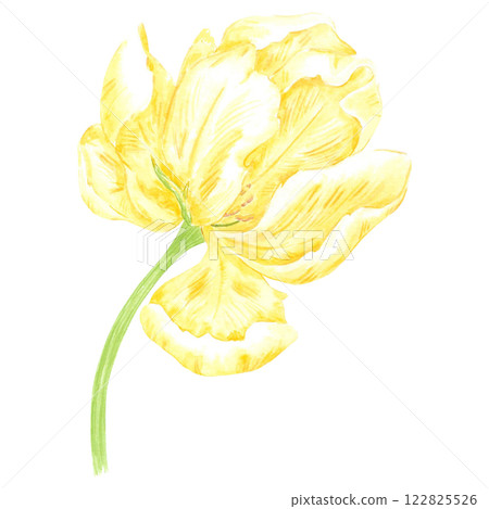 Hand drawn watercolor peony like yellow tulip. Illustration of spring flower isolated on white background. Can be used for postcard, label, scrapbook and other printed products. Hand drawn watercolor peony like yellow tulip. Illustration of spring flower isolated on white background. Can be used for postcard, label, scrapbook and other printed products. 122825526