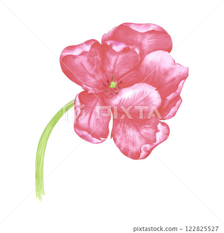 Hand drawn watercolor peony like red tulip. Illustration of spring flower isolated on white background. Can be used for postcard, label, scrapbook and other printed products. 122825527