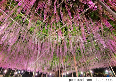 [栃木縣]足利花卉公園紫藤花架點燈（藤花物語） 122825550