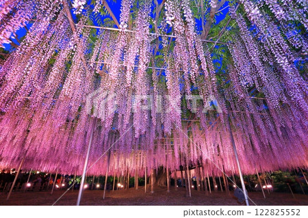 [栃木縣]足利花卉公園紫藤花架點燈（藤花物語） 122825552