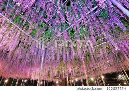 [栃木縣]足利花卉公園紫藤花架點燈（藤花物語） 122825554