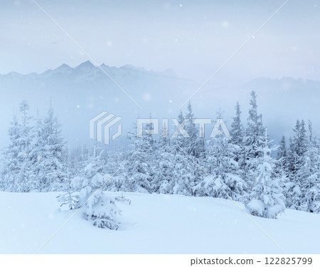 winter landscape trees and fence in hoarfrost, background with some soft highlights and snow flakes 122825799