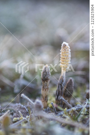 Early spring horsetails thriving in the frost Early spring horsetails thriving in the frost 122825904