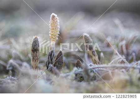 早春馬尾草在霜凍中茁壯成長 122825905