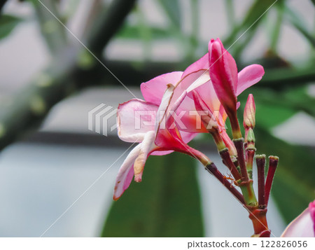 雞蛋花 雞蛋花 122826056