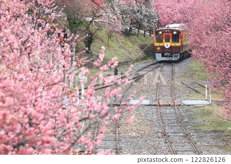 渡良瀨溪谷鐵道“小雨中,被桃花環繞而行的列車” 渡良瀨溪谷鐵道“小雨中,被桃花環繞而行的列車” 122826126