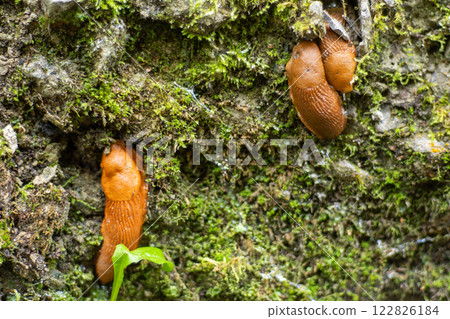 Brown slugs on moss. 122826184
