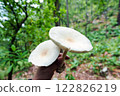 White mushroom in the forest 122826219