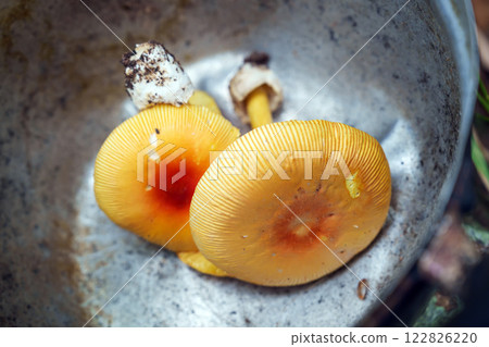 Yellow mushroom in the forest Yellow mushroom in the forest 122826220