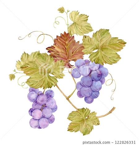 Watercolor branch with lilac grapes. Illustration of purple fruits, leaves and branches isolated on white background. Berries for wine, juice, jam labels. Clipart for winery, cafe, restaurant. 122826331