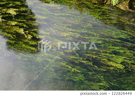 Aquatic plants 122826449