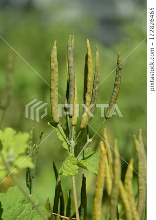 Greater celandine 122826465