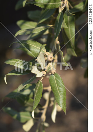 Evergreen oak Evergreen oak 122826468