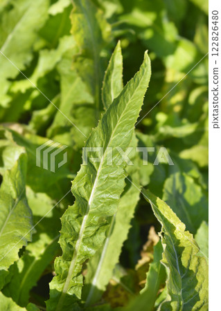 Turkish rocket Turkish rocket 122826480