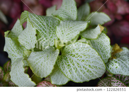 Nerve plant 122826551