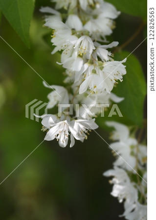 Fuzzy deutzia Flore Pleno Fuzzy deutzia Flore Pleno 122826563