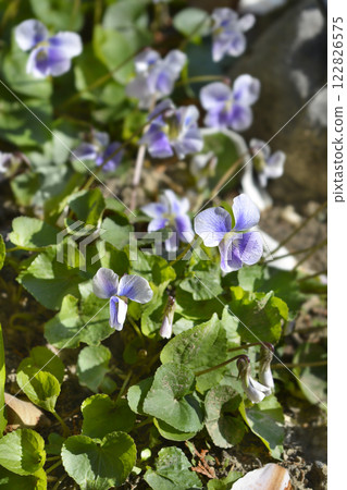 Common blue violet 122826575