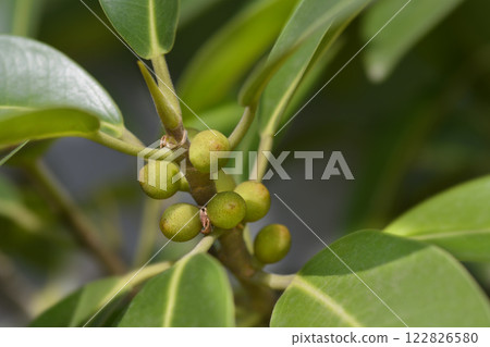 Port Jackson fig 122826580