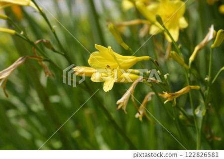 Daylily Stella de Oro 122826581