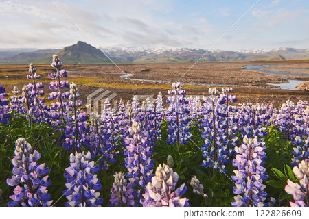 majestic dramatic scene. fantastic sunset over the meadow with flowers lupine and colorful clouds on the sky. picturesque rural landscape. color in nature. beauty in the world 122826609