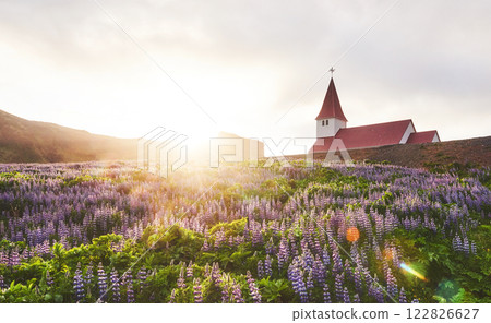 Lutheran church in Vik. The picturesque landscapes of forests and mountains. Wild blue lupine blooming in summer. Orange sunset in Iceland 122826627