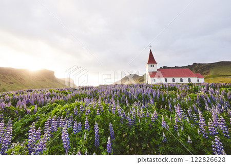 Lutheran church in Vik. The picturesque landscapes of forests and mountains. Wild blue lupine blooming in summer. Orange sunset in Iceland 122826628