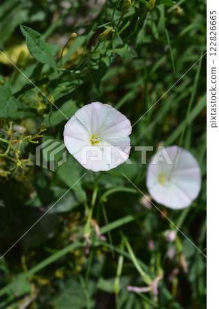Field bindweed Field bindweed 122826665