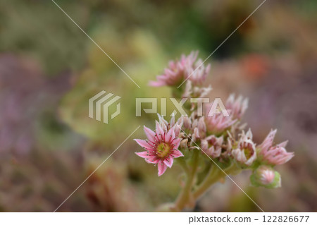 Common houseleek 122826677