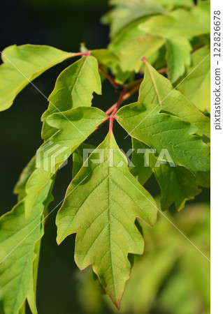 Paperbark maple Paperbark maple 122826678