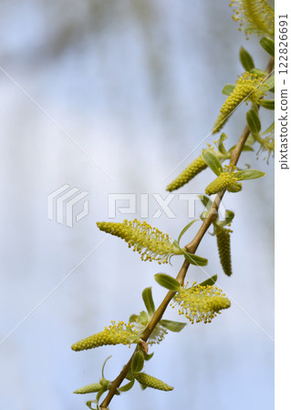 Golden Weeping Willow 122826691