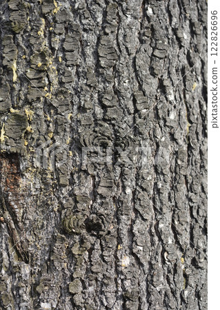 Blue atlas cedar Blue atlas cedar 122826696