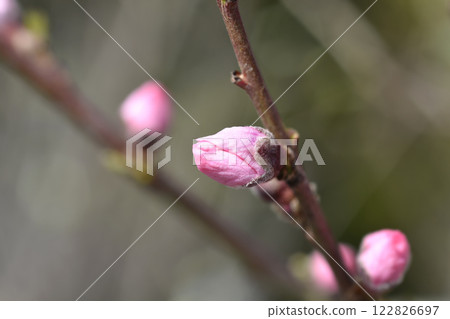 Peach tree Iris Rosso Peach tree Iris Rosso 122826697