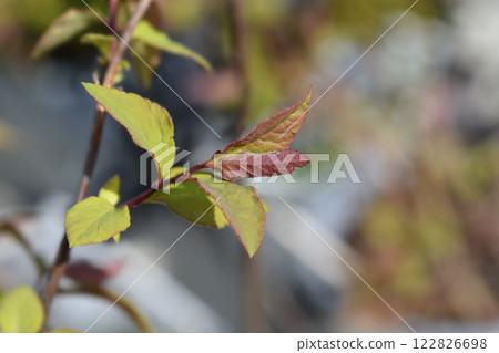 Japanese spirea Double Play Blue Kazoo 122826698