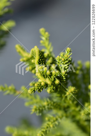Cockscomb Japanese cedar 122826699