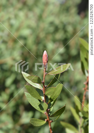 Weeping bottlebrush Inferno Weeping bottlebrush Inferno 122826700