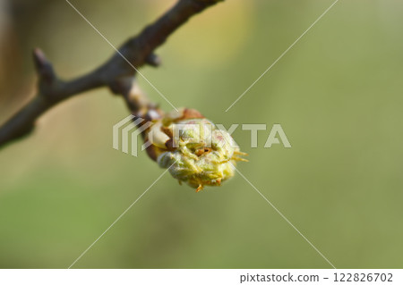 Pear tree 122826702