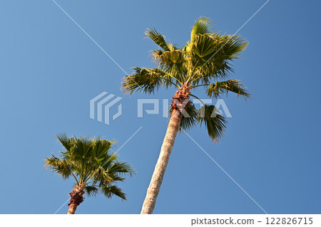 夏天（夏天圖片：棕櫚樹） 122826715
