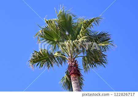 Summer (Summer image: palm tree) Summer (Summer image: palm tree) 122826717