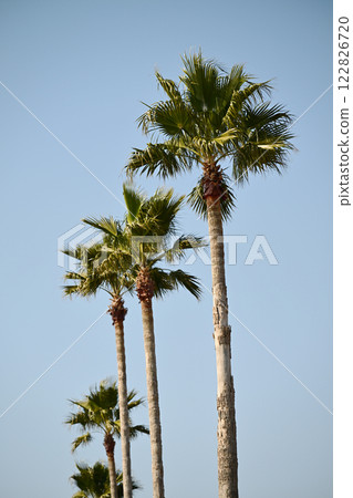 Summer (Summer image: palm tree) 122826720