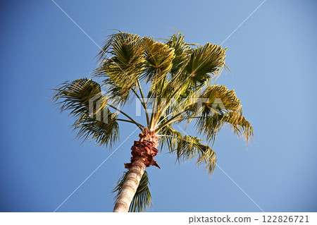 夏天(夏天圖片:棕櫚樹) 夏天(夏天圖片:棕櫚樹) 122826721