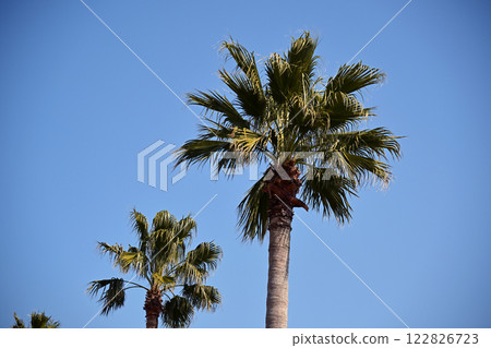 夏天(夏天圖片:棕櫚樹) 夏天(夏天圖片:棕櫚樹) 122826723