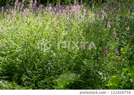 Flower Bud Lythrum salicaria plant Flower Bud Lythrum salicaria plant 122826756