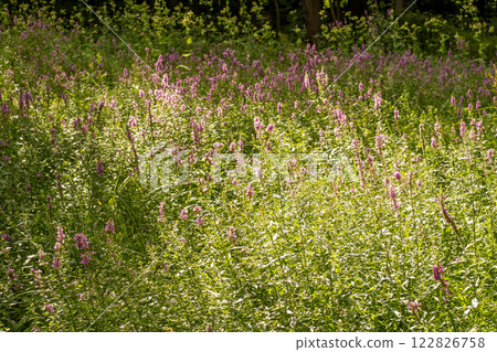 Flower Bud Lythrum salicaria plant 122826758