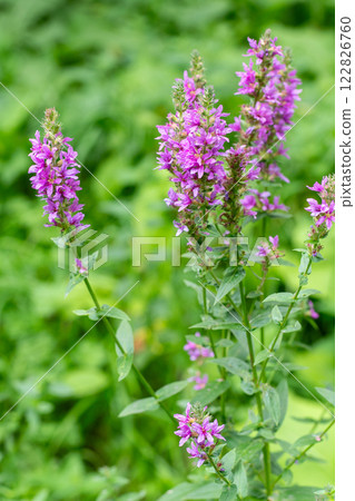 Flower Bud Lythrum salicaria plant 122826760