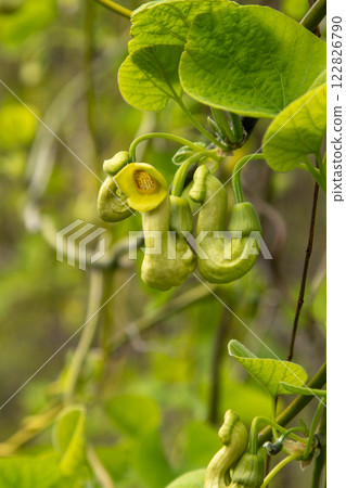 Flowers Aristolochia Manchuria. Liana bud plant. Botany is an endangered species. Flowers Aristolochia Manchuria. Liana bud plant. Botany is an endangered species. 122826790